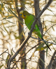 Melopsittacus undulatus