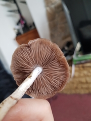 Stropharia inuncta