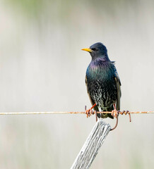 Sturnus vulgaris