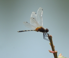 Trithemis pallidinervis