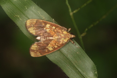 Mimophobetron pyropsalis