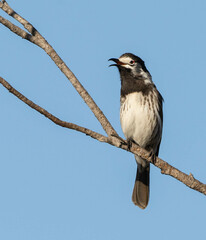 Purnella albifrons