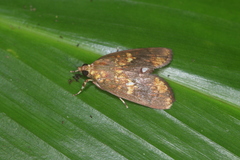 Mimophobetron pyropsalis