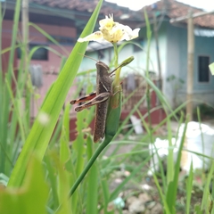 Stenocatantops cornelii