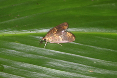Mimophobetron pyropsalis