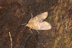 Mimophobetron pyropsalis