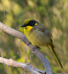 Lichenostomus melanops