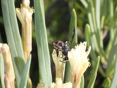 Ancistrocerus haematodes