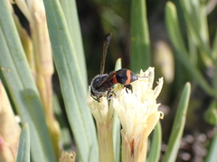 Ancistrocerus haematodes