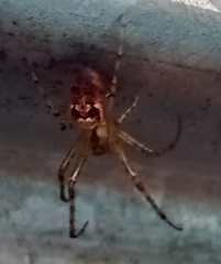 Metellina segmentata