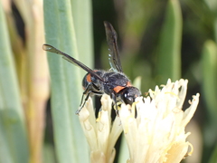 Ancistrocerus haematodes