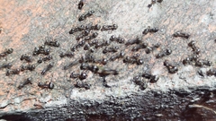 Dolichoderus thoracicus