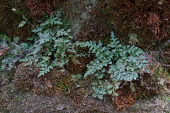 Asplenium montanum
