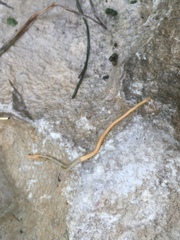 Haplophilus subterraneus