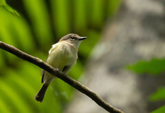 Pachycephala simplex