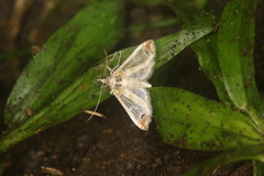 Neoleucinodes torvis