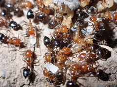 Crematogaster alluaudi