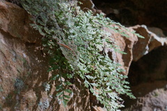 Asplenium montanum