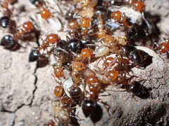 Crematogaster alluaudi