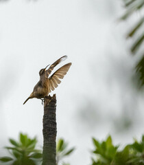 Ptiloris victoriae