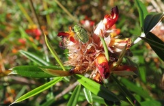 Pultenaea paleacea