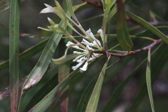 Hakea eriantha