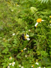 Callomegachile