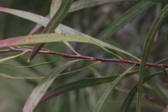 Hakea eriantha