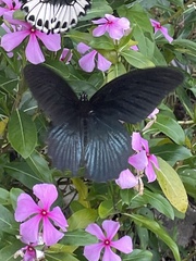 Papilio memnon heronus