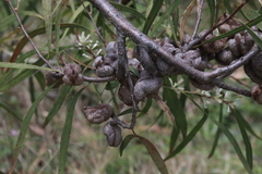 Hakea eriantha