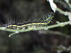 Uresiphita gilvata