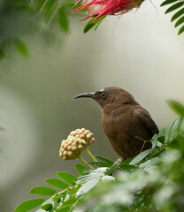 Myzomela obscura