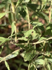 Eupatorium semiserratum