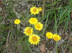 Leucochrysum albicans albicans
