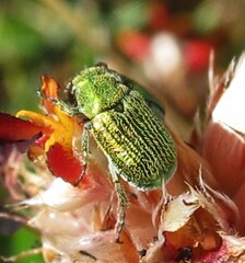 Diphucephala