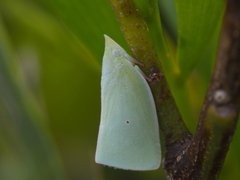 Colgaroides acuminata