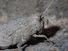 Oedipoda canariensis