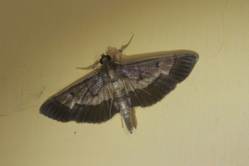 Omiodes nitida