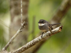 Rhipidura rufiventris