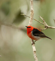 Myzomela sanguinolenta