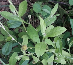 Sphaeranthus indicus