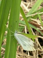 Pieris rapae crucivora