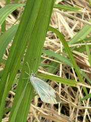 Pieris rapae crucivora