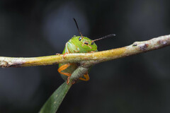 Calomela pallida