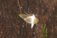 Palpita citrina