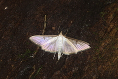 Palpita citrina