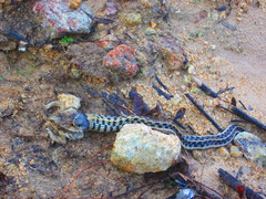 Thamnophis cyrtopsis collaris