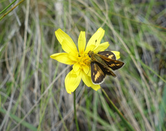 Taractrocera papyria