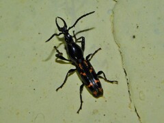 Brentinae