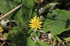 Cymbonotus lawsonianus